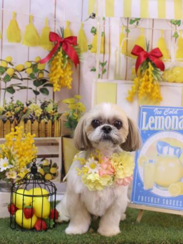 20240407ちょびくん